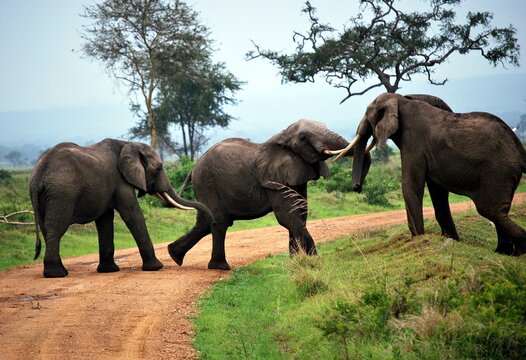 Three elephants play on the dirt track in a park of Tanzania