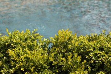 Obraz na płótnie Canvas Leafy green bushes growing in the typical summer garden.