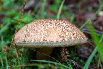 Setas y hongos silvestres