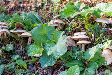 Fototapeta premium Setas y hongos silvestres