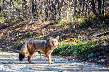 A beautiful red fox on a mountain path that crosses the Patagonian Andean forest, in Argentina.