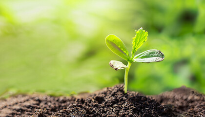 Green plant growing in good soil. Banner with copy space. Agriculture, organic gardening, planting or ecology concept. Young sprouts, seedlings growing. New life concept