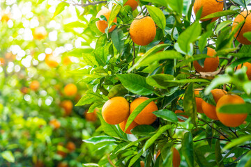 Close up view of orange fruits on trees in the garden of Turkey