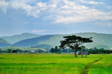 landscape with trees