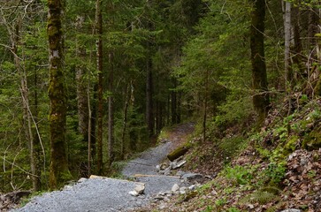 Beautiful view of pathway among green tall trees in forest
