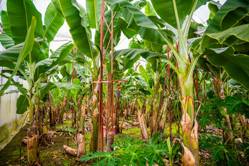 Bananas growing on banana bushes in plantation of Turkey.