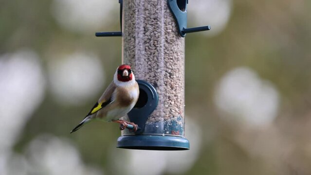 Stieglitz&nbsp;(Carduelis carduelis)  
