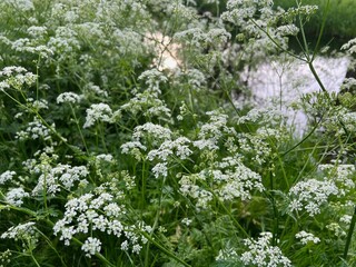 Beautiful plants with white flowers growing outdoors, closeup