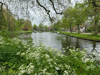 City canal and wildflowers on cloudy day