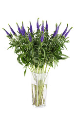 Bouquet of purple flowers Veronica in a glass vase. Isolated