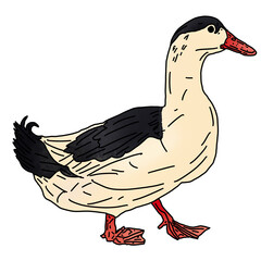 Duck 1