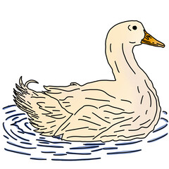 Duck 2