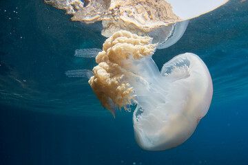 Giant barrel jellyfish - rhizostoma luteum