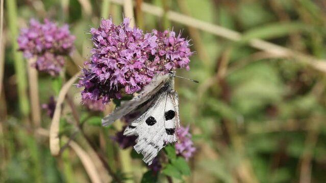 Mosel-Apollofalter (Parnassius apollo vinnigensis)