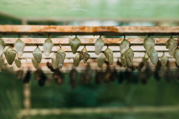 Life stages of tropical butterflies in a farm. Butterfly pupae hanging. - obrazy, fototapety, plakaty