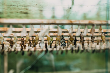 Life cycle of tropical butterflies in a farm. Butterfly pupae hanging.