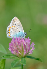 Fototapeta na wymiar Common Blue (Polyomathus icarus) butterfly on flower
