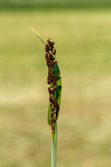 Loose Smut disease signs on oat close-up