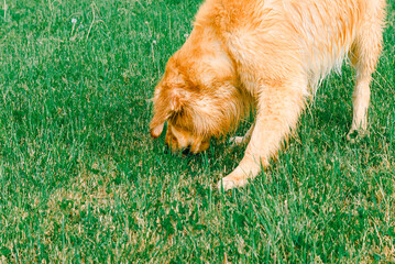 A labrador retriever dog sniffing the grass. Golden retriever sniffs green grass on a walk.Young Golden Retriever sniffs green grass in the summer. - Powered by Adobe