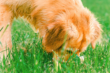Golden labrador dog sniffing the grass. Golden retriever sniffs grass on a walk.Young Golden Retriever sniffs green grass in the summer.Close-up.