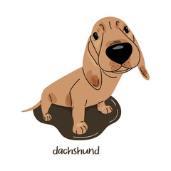 Funny cute dachshund in flat cartoon style. Vector illustration isolated on white background
