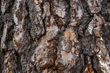 Yosemite National Park, California, USA. Close up of the bark on a large tree in the park.