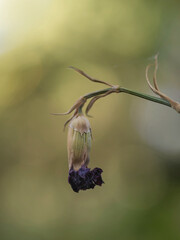 Vertrocknete Nelkenblüten, Sommerhitze, Trockenheit macht allen Sorgen