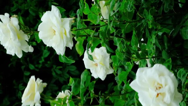 White roses swaying in the wind in a rose garden, slow motion.