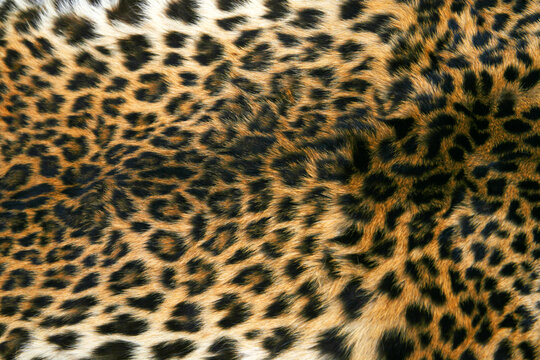 Full screen high resolution shot of a skin of the leopard. Good for a texture or a background