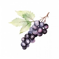 Fresh Organic Blackcurrant Berry Background, Square Watercolor Illustration. Healthy Vegetarian Diet. Ai Generated Soft Colored Watercolor Illustration with Delicious Juicy Blackcurrant Berry.