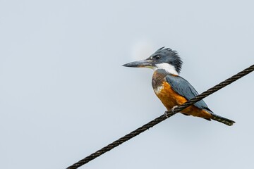 Ringed kingfisher (Megaceryle torquata), perched on a    cable in search of food in Costa Rica.
