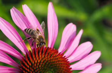 Sonnenhutblüte mit Biene