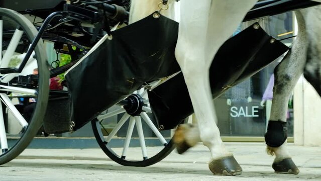 Horses with chariots walking down a city street in Europe, slow motion