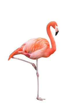 フラミンゴ」の写真素材 | 541,021件の無料イラスト画像 | Adobe Stock