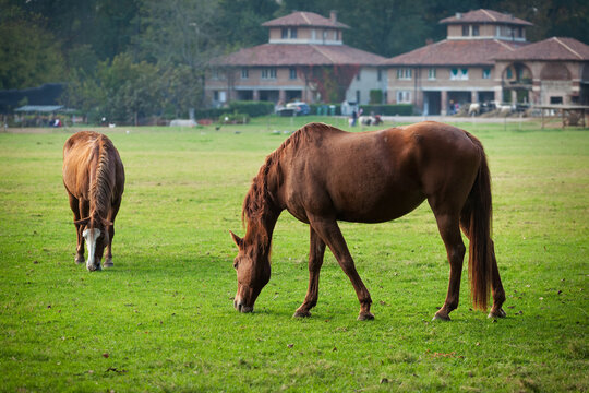 Horses grazing in pasture enjoying the autumn sunshine, monza, Italy