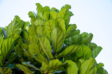 Green plant with a natural bottom view