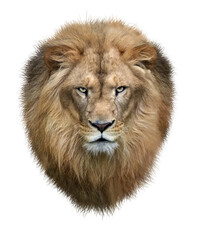 Obraz na płótnie Canvas ライオン　正面の顔