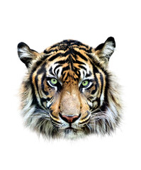 スマトラトラの正面の顔