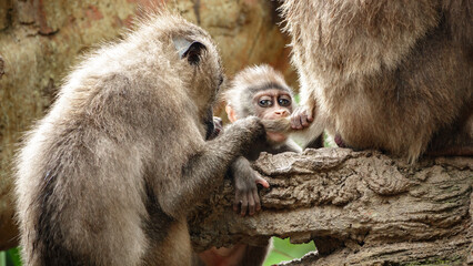 Family members with baby monkey and parents