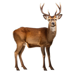Deer isolated on transparent background