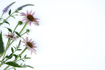 Flowers composition. Echinacea   flowers on white background. Spring, summer concept. Flat lay, top view, copy space.