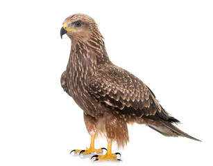 Common buzzard in front of white background