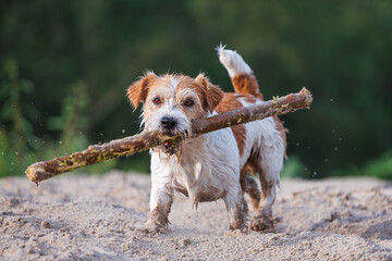 Jack Russell Terrier carries a stick in its mouth. Playing with a dog on the sand against the backdrop of a green forest