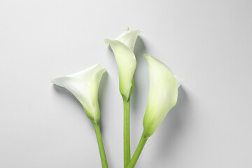 Beautiful calla lily flowers on white background, flat lay