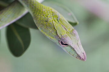 Close-up Green Oriental Whip Snake in Thailand