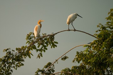 Egrets on the tree in Thailand