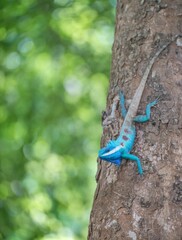 A Blue Crested Lizard perching on the tree