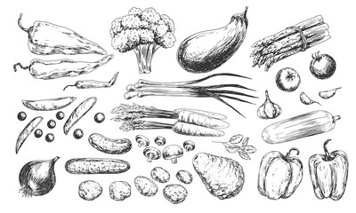 Set of vegetables sketches. Black and white collection of vegetables. Peppers, broccoli, eggplant, onions, mushrooms, asparagus, zucchini, carrots, cucumber, potatoes, garlic, peas, basil, tomatoes.
