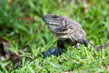 spiny tail iguana walking on the ground in the pacific Costa Rica