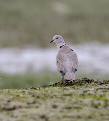 eurasian collared dove standing alone on the ground on a field.